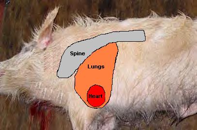 vitals of a feral hog