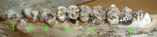 hog jaw teeth 5 yr old